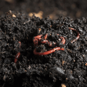 Vermicompost Manure