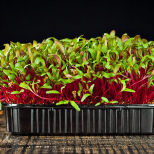 Beetroot Microgreen