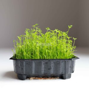 Carrot Microgreen