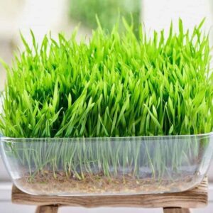 Sorghum Microgreen