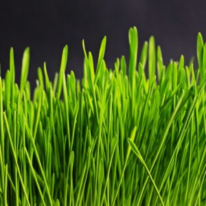 Bright green wheatgrass with tall blades against a dark backdrop, showcasing natural growth and freshness.