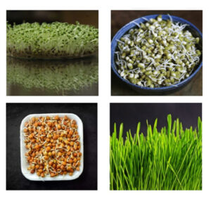 mandia microgreen +wheat microgreen+ muga gaja +butta gaja, combopack. please order befor 1 day