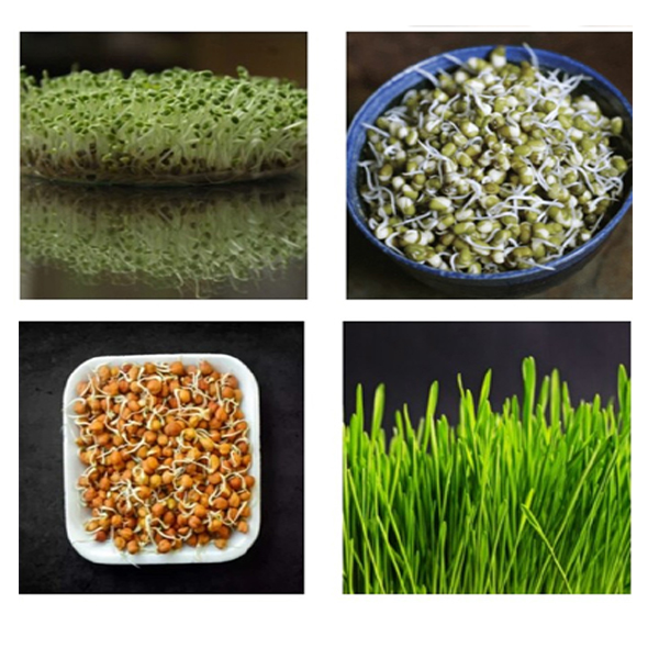 mandia microgreen +wheat microgreen+ muga gaja +butta gaja, combopack. please order befor 1 day