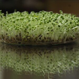 Fresh green microgreens reflect on a surface, showcasing their vibrant growth.