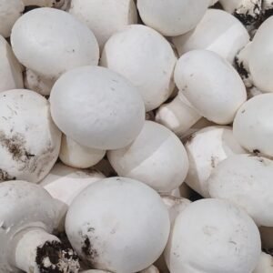Button mushroom( 500G PACK)