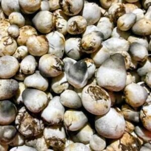 paddy straw mushroom (pala chatu 500g pack)