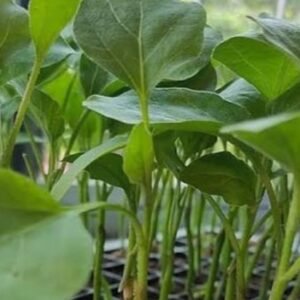 Brinjal grafted plant
